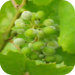 Grape